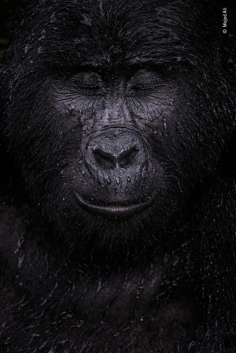 Limportant_fr's tweet photo. Les plus belles photos du concours Wildlife Photographer of the Year 2021 https://t.co/OhtL9nHcis @bifrance https://t.co/WSJBM3O4lG