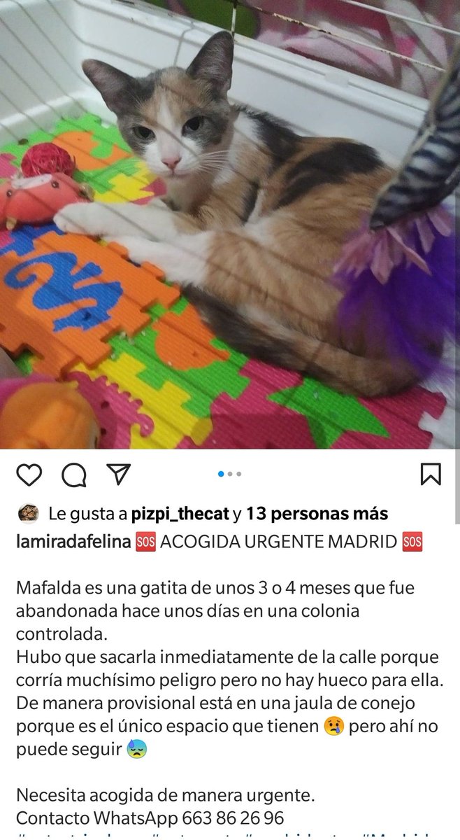 PizpiCat's tweet photo. URGE acogida de esta gatita en MADRID. Está en una jaula para conejos. Más info en el post 👇 RT 🙏 @animalrescueesp  @animalistasIU @AsocGdeGato @CosasdeGatosweb https://t.co/erLqqVcdtZ