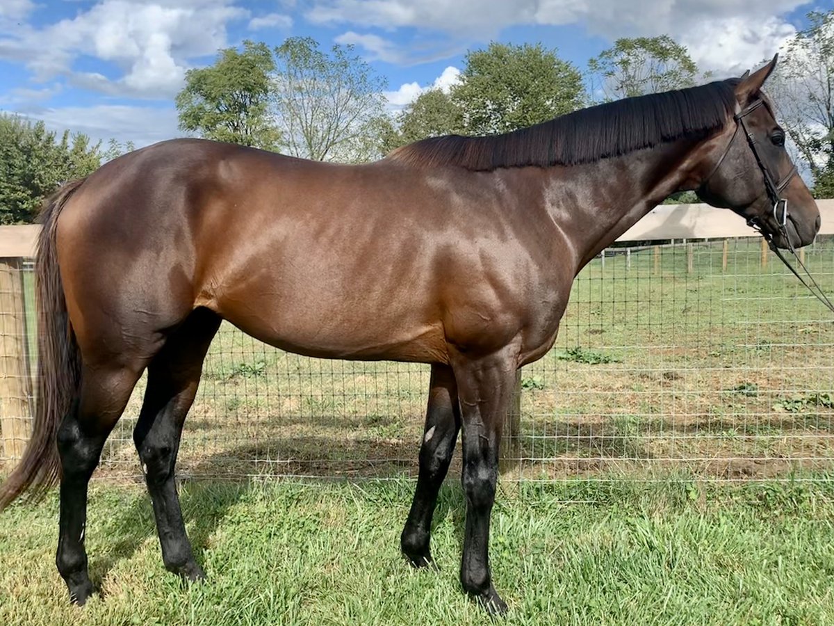 CANTER Kentucky tweet media