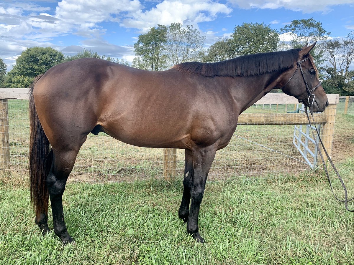 CANTER Kentucky tweet media