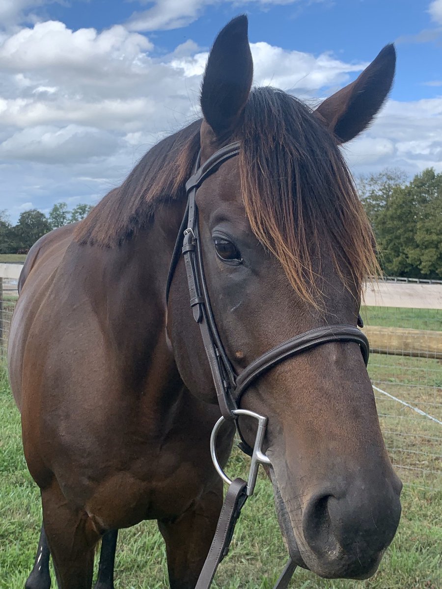CANTER Kentucky tweet media