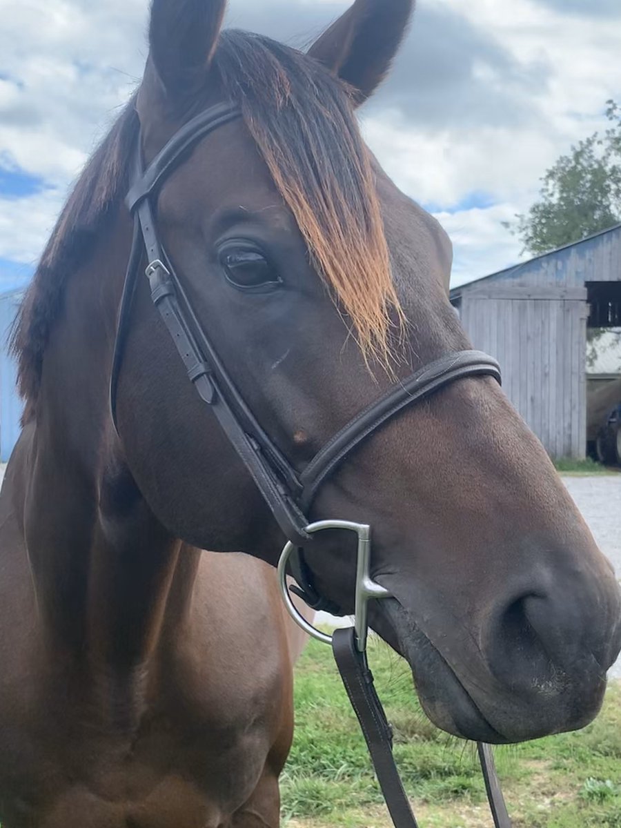 CANTER Kentucky tweet media