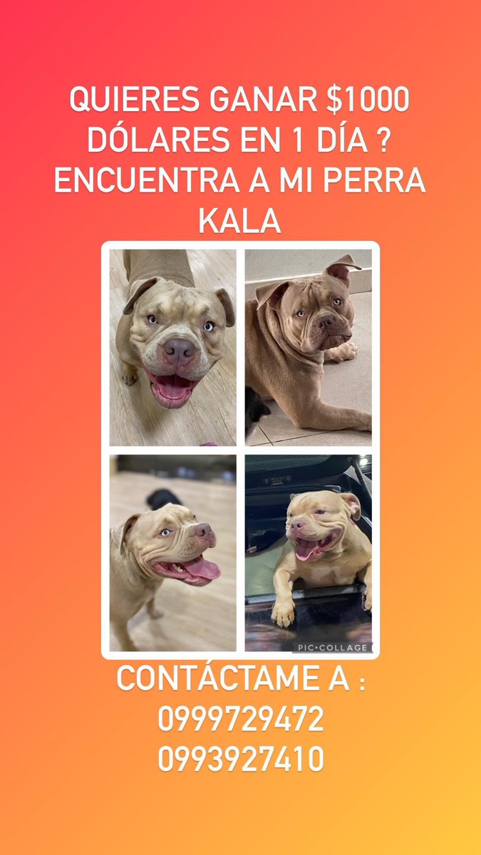 GenioDemente tweet media