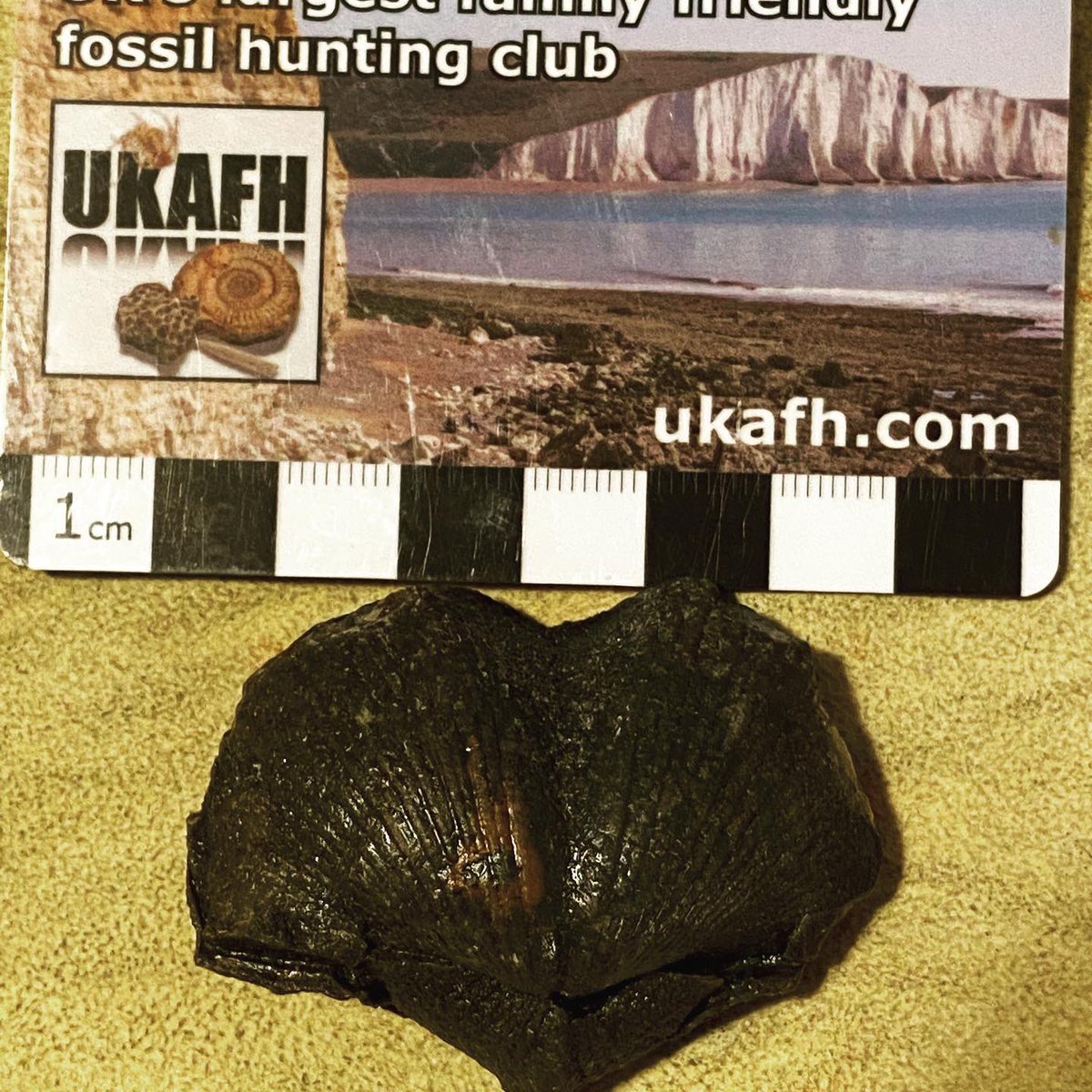 JoeAtreides's tweet photo. Two specimens of Paraspirifer brownockeri, from the Middle Devonian Silica Formation of Sylvania, Ohio. The brachiopods have been replaced with pyrite in the fossilization process. #NationalFossilDay #EarthScienceWeek #geology #paleontology https://t.co/xNnJBLyF2D