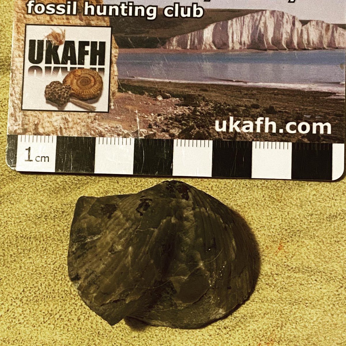 JoeAtreides's tweet photo. Two specimens of Paraspirifer brownockeri, from the Middle Devonian Silica Formation of Sylvania, Ohio. The brachiopods have been replaced with pyrite in the fossilization process. #NationalFossilDay #EarthScienceWeek #geology #paleontology https://t.co/xNnJBLyF2D