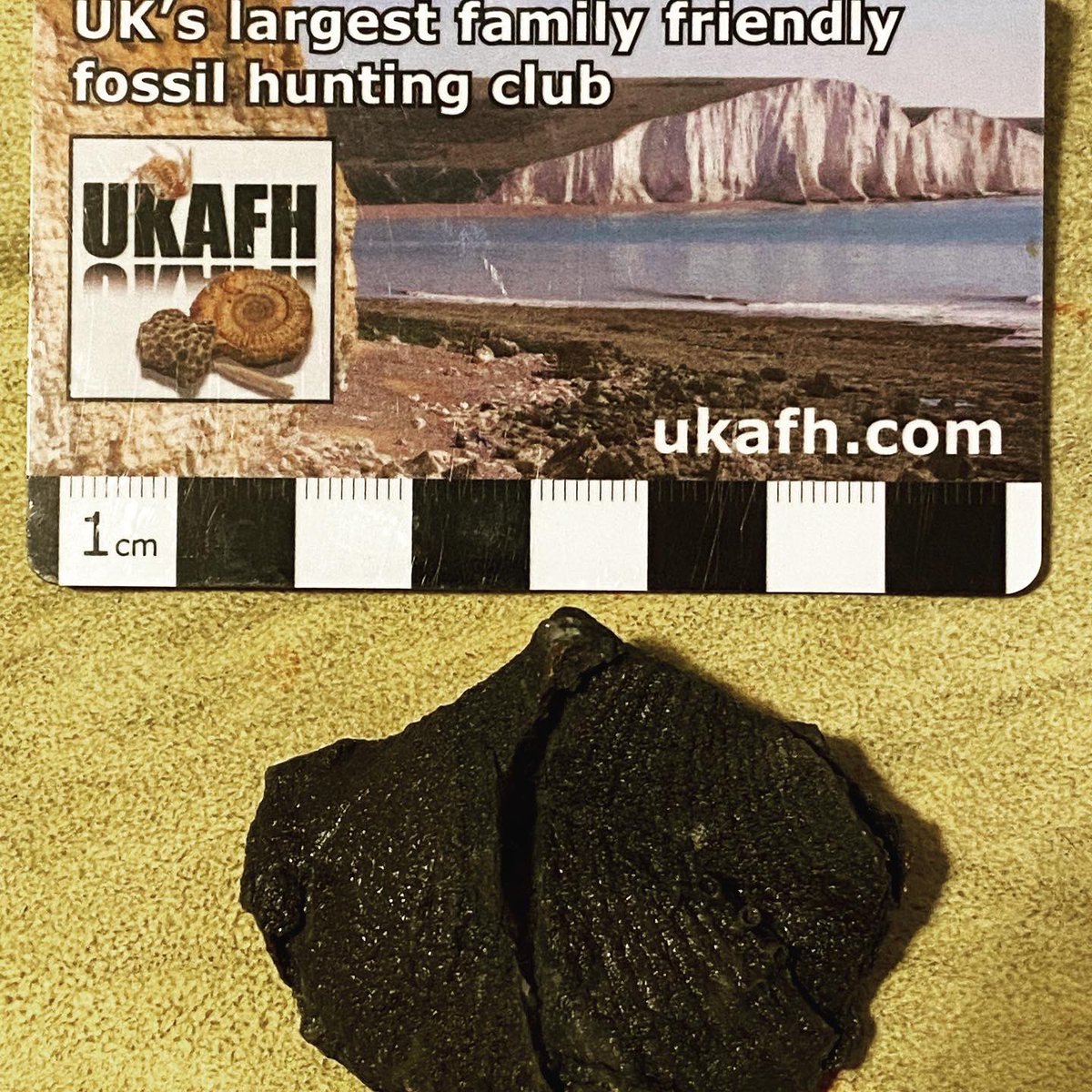 JoeAtreides's tweet photo. Two specimens of Paraspirifer brownockeri, from the Middle Devonian Silica Formation of Sylvania, Ohio. The brachiopods have been replaced with pyrite in the fossilization process. #NationalFossilDay #EarthScienceWeek #geology #paleontology https://t.co/xNnJBLyF2D