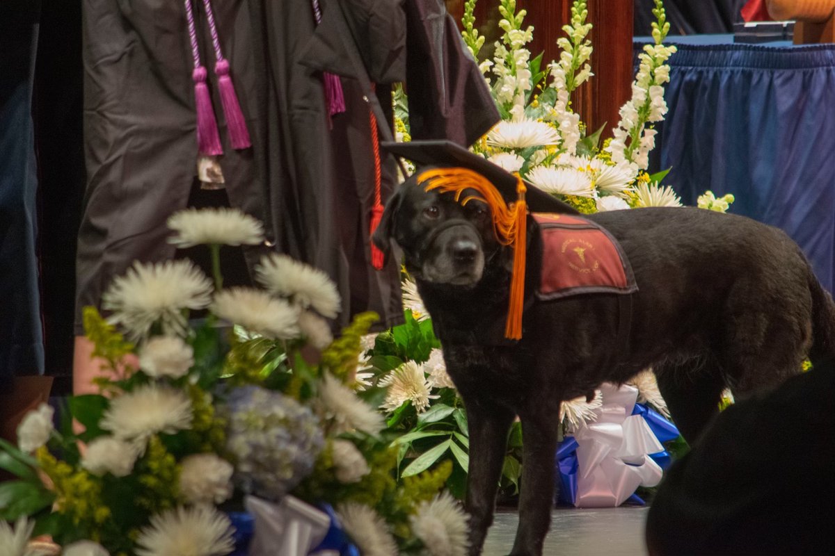 EarlyAlert's tweet photo. Did you know one of our dogs is a college graduate?
That’s right! EAC Fleur attended Yale School of Nursing when her human, Emma, got her Masters in nursing. They graduated together!
#EarlyAlertCanines #DiabeticAlertDogs #Diabetes #ServiceDogs https://t.co/4inoLqstNG