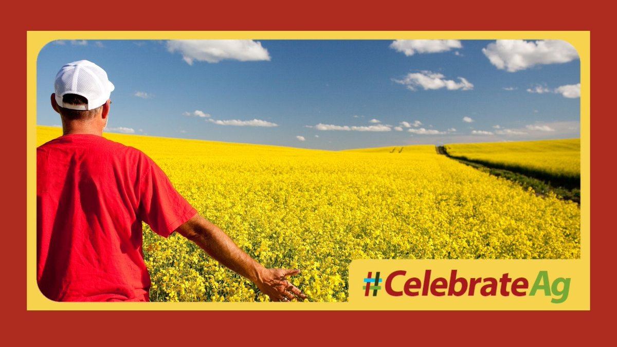 SaskCanola is grateful to be part of Saskatchewan’s food story. We recognize the hard work &amp; expertise of our growers, agronomists, suppliers, researchers, policy makers, analysts &amp; all other local businesses who help the canola industry thrive.

#CelebrateAg #AgMonth21 #Canola
