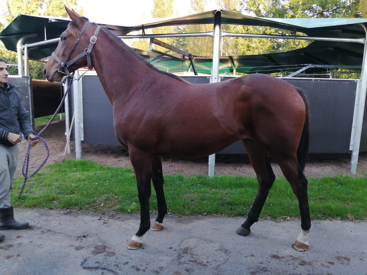 Nueva incorporación para la cuadra Calejaña, yearling hembra por Ectot...muchas gracias por la confianza .