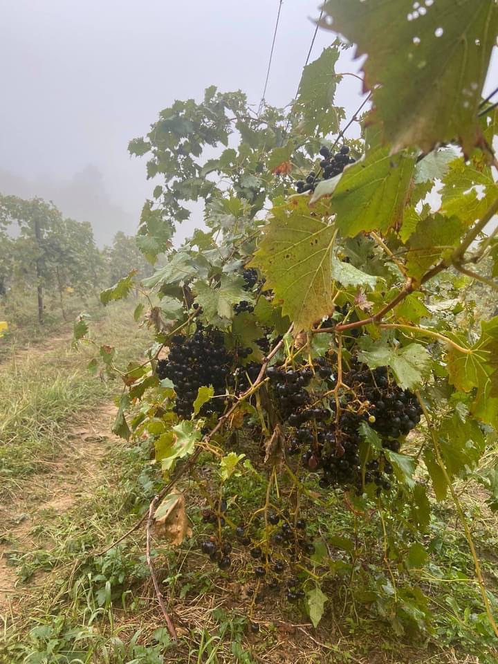 Foggy mornings in the vineyard! 

#grapes #tngrapes #tennessee #tnwinery #tennesseewines #chambourcin #vineyard #grapevines #fog