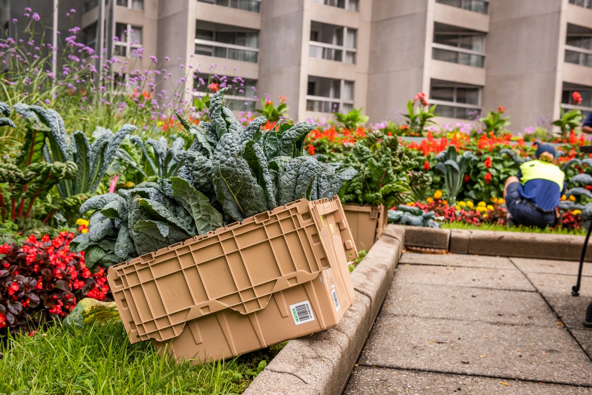 Loto-Québec (@lotoquebec) on Twitter photo Loto-Québec a fait don à <a href="/moissonMTL/">Moisson Montréal</a> de ses légumes cultivés sur la terrasse de son siège social. Les bacs étaient notamment remplis de fines herbes, de kale, de piments forts et de brocoli. Loto-Québec a fait don à <a href="/moissonMTL/">Moisson Montréal</a> de ses légumes cultivés sur la terrasse de son siège social. Les bacs étaient notamment remplis de fines herbes, de kale, de piments forts et de brocoli.