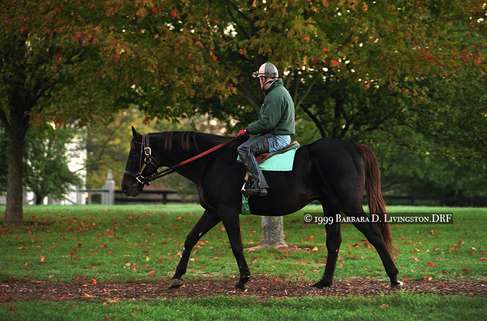DRFLivingston's tweet photo. SEATTLE SLEW was ridden through most of his life, including during his years at his longtime @Three_Chimneys home.

This is the 1977 Triple Crown champion at age 25, in autumn 1999. https://t.co/HxvSuNk1EO
