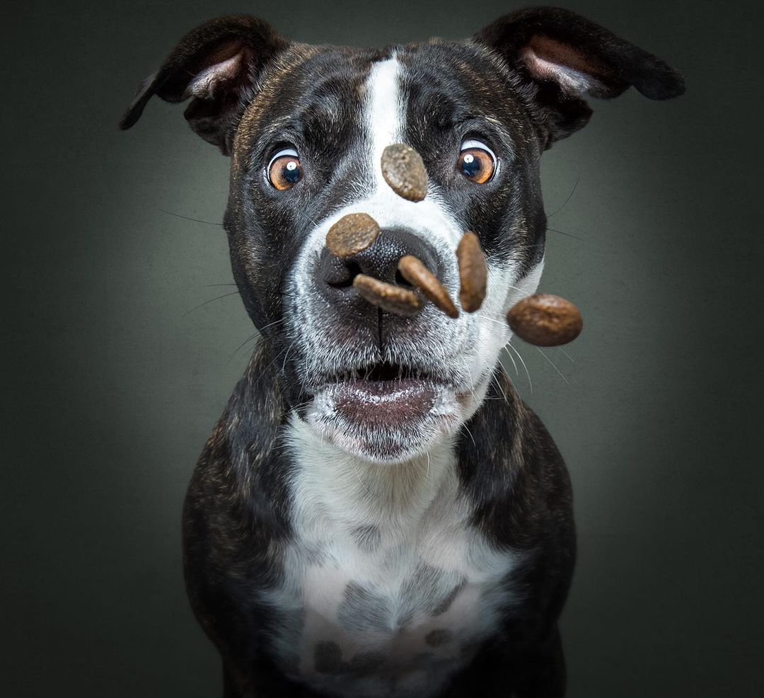 mmsubaru's tweet photo. German photographer Christian Vieler has been snapping the odd expressions on the faces of dogs when they try to grab snacks in mid-air since 2013. Enjoy.😂
@subaru_usa #MakeADogsDay #SubaruLovesPets
(Photographer: Vieler Photography) https://t.co/VK5v9h65h2