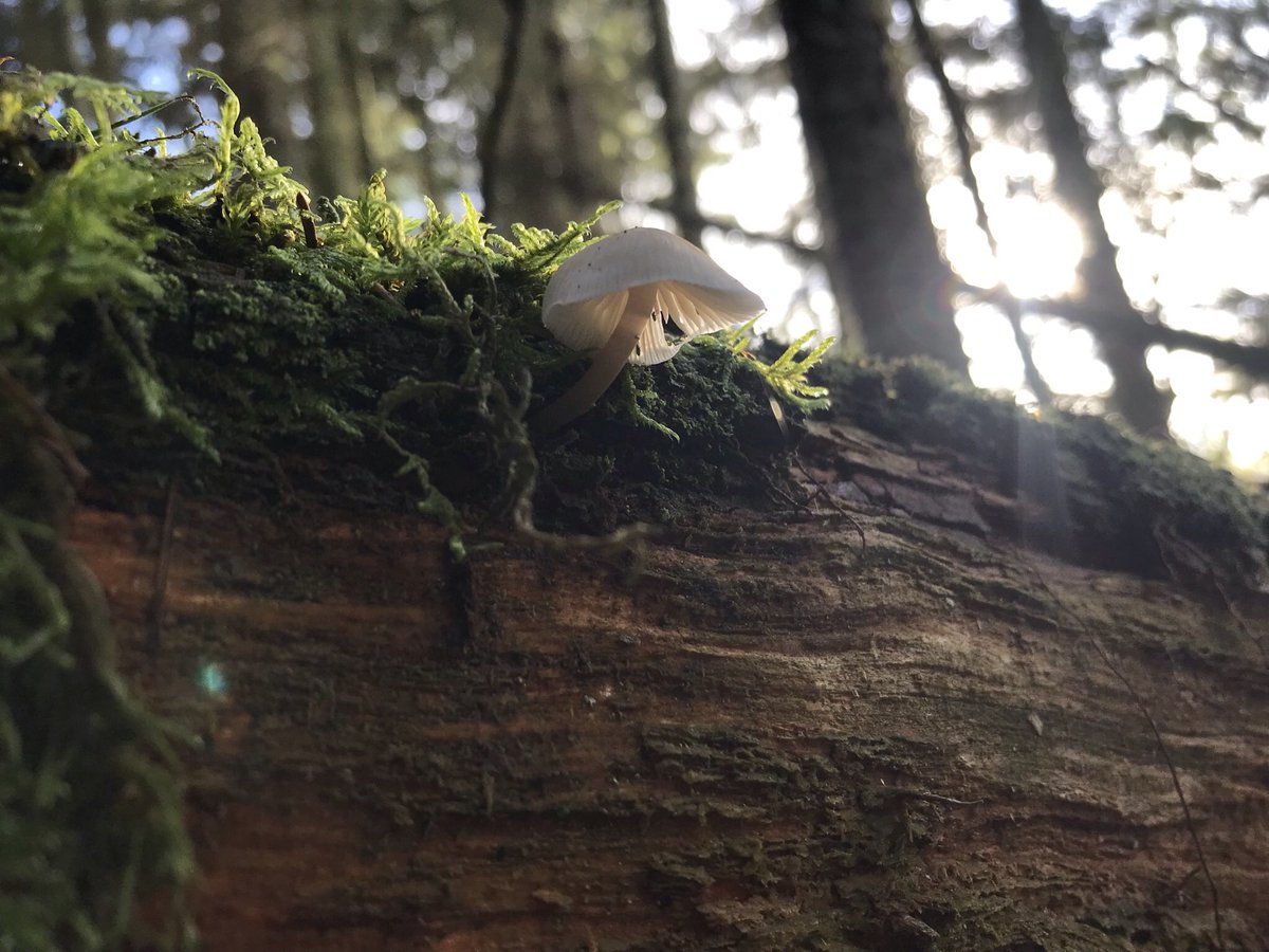 Hello little one 🤍💫  #mycology #mushrooms #fungi #fungus #mushroomphotography #fungiphotography #mushroomsociety #mushroomhunting #mushroomlove #mushroomseason #fungilove #scottishfungi #scotlandphotography  #mushroomspotting #forage #forager #wildlife #mushlove 💫
