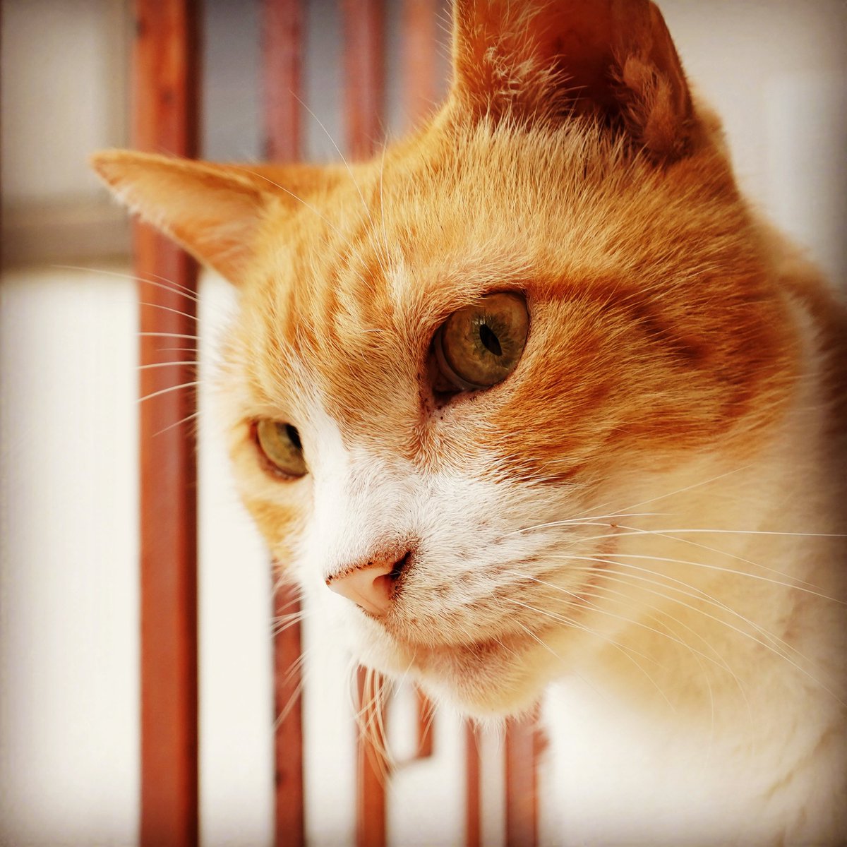 BububunoBOO's tweet photo. 【今朝のちーさま】
アンテイノ...メ...ヤ...ニ...(=^"^=;)
#sony #sonyalpha #sonyuser #ilce7rm3 #a7rlll #a7riii #tamron #タムロン #18300mm #ねこ #猫 #家猫 #ネコ #cat #catstagram #にゃんすたぐらむ #今朝のちーさま #今日のちーさま #やきちくわ #ちーさま https://t.co/xyEXlYhIfs