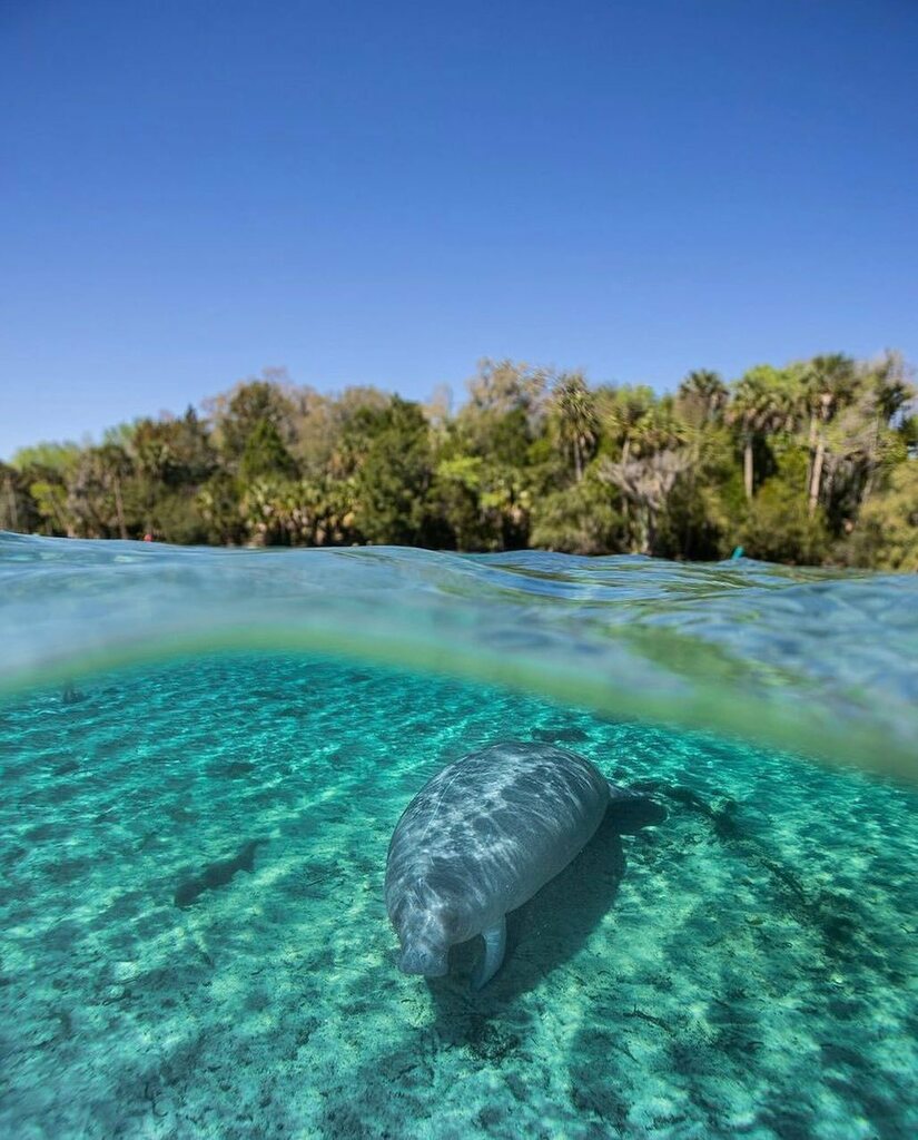 floridaexplored's tweet photo. Beautiful split shot of manatee resting at the bottom of a spring run in Florida. Photo by @joseph_ricketts Join us in exploring Florida and tag your photos with #floridaexplored to get featured
.
#realflorida #exploreflorida #wildflorida #floridaspring… https://t.co/0DwSRvR1h5 https://t.co/SzBT4PxtNY