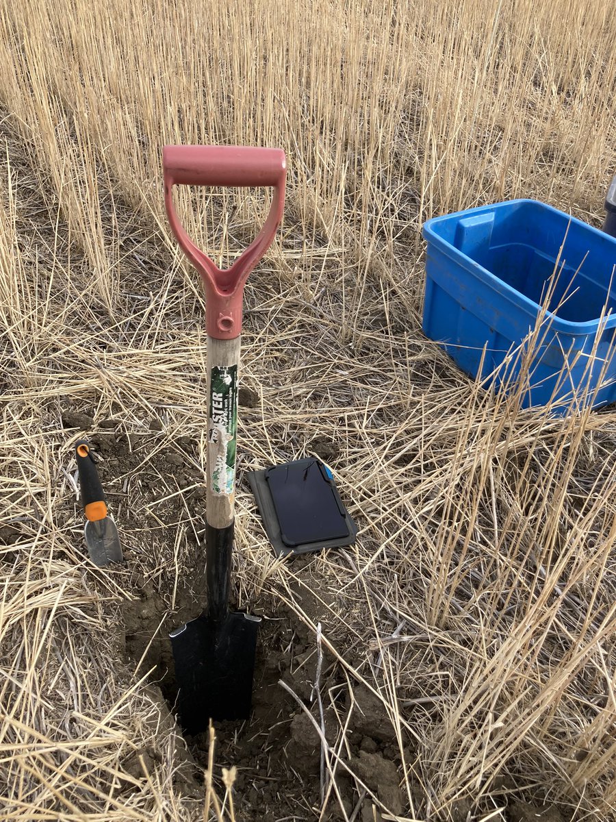 In the field today with <a href="/SaskPulse/">Saskatchewan Pulse Growers</a> using <a href="/westernagNWSK/">WesternAg North West Sask.</a> PRS technology to “dig” into soil residual levels.