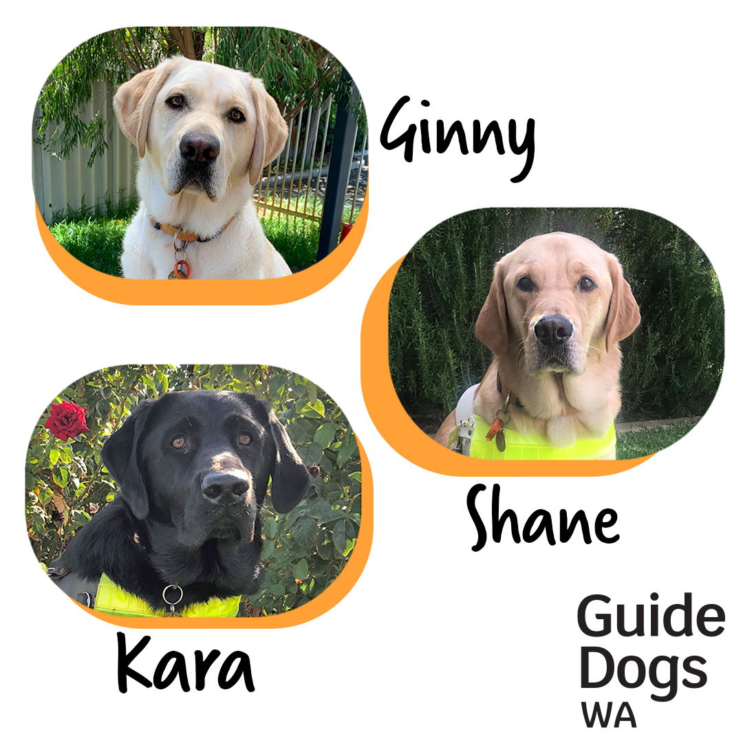 🎉 Congratulations to our Guide Dogs graduating today,
Ginny, Shane and Kara!  🦮

[Three labradors with names next to them text reads "Ginny, Shane, Kara", Guide Dogs WA Logo.]