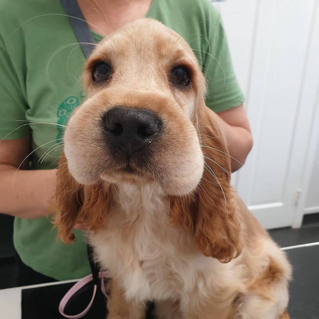 NewsDigitales tweet media