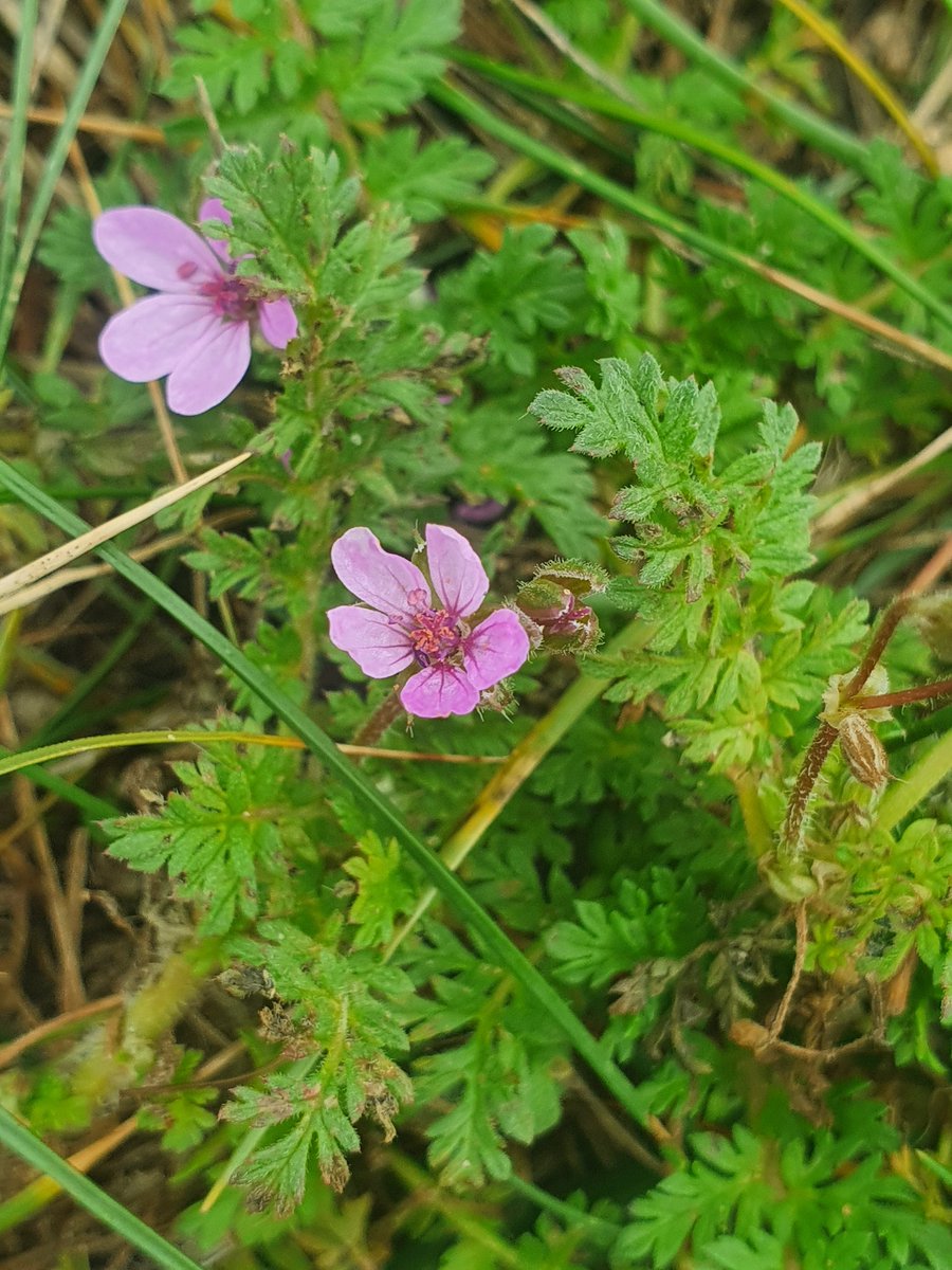 AutumnEcologica's tweet photo. Student field trip to @FyldeSandDunes looking at coastal habitat and flora #EmbryoDunes #SeaRocket, #SeaHolly, #StorksBill, #EveningPrimrose https://t.co/I68FniFDiL