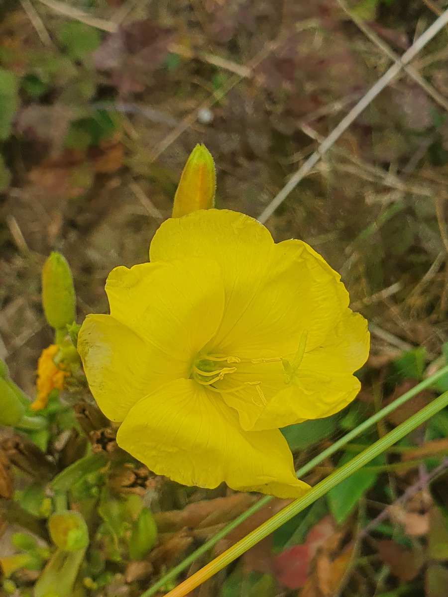 AutumnEcologica's tweet photo. Student field trip to @FyldeSandDunes looking at coastal habitat and flora #EmbryoDunes #SeaRocket, #SeaHolly, #StorksBill, #EveningPrimrose https://t.co/I68FniFDiL