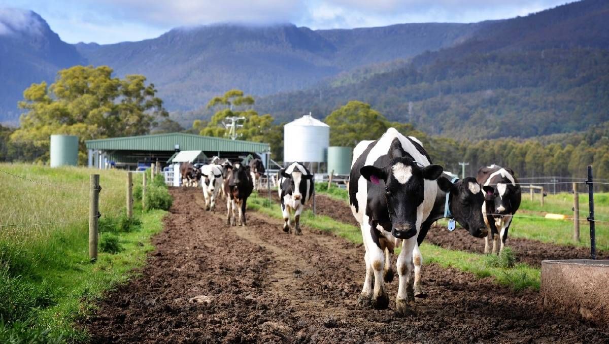 DowieDairyEd's tweet photo. Integrating robotic milking into pasture-based dairy farms can be challenging - but a new decision-making tool aims to make that easier. https://t.co/K1U3qAdj3Z https://t.co/2SbgDDw32g