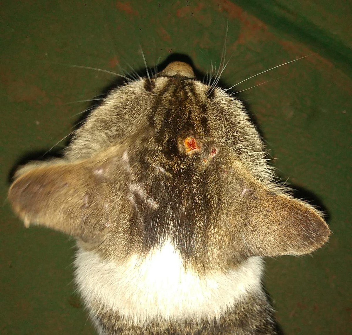 Voluntarias_A's tweet photo. ¡Disparan a nuestros michis con balines comprimidos! Necesitamos tejidos de alambre para que ya no vuelvan a salir pero no tenemos dinero. Estamos tratando de averiguar quién es el responsable. Si tenés algún material para donarnos, estaremos infinitamente agradecidas. #ayudaRT https://t.co/YLLEWsh8x6