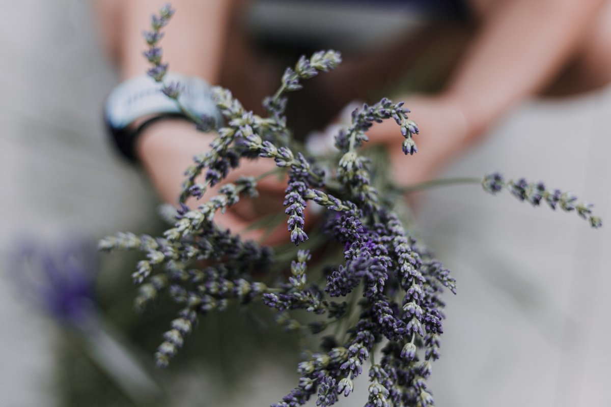 HildyGottlieb's tweet photo. Buying holiday gifts at @abcolavender They grow lavender on reclaimed coal mine land AND employ people displaced when that industry tanked (also ppl w/ other barriers to employment - substance use, prior incarceration). Founder @jocelynrhc is brilliant! 
https://t.co/QfkBaf9cxj https://t.co/5df2lu8Clc