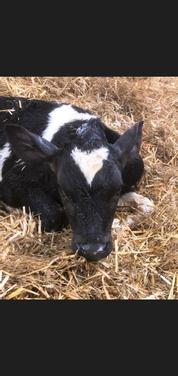 MissW00D's tweet photo. Meet our new virtual class cow....Violet! We are excited to learn more about Violet and the host farm she lives on. 🐄 @discover_dairy https://t.co/UXme8gEPlp