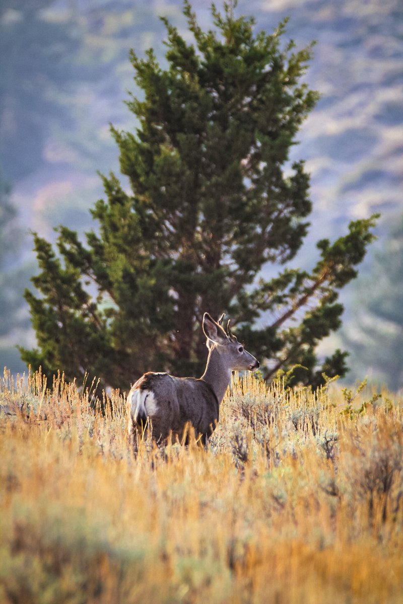 Deer in the fall foliage #wildlifewednesday
.
.
.
.
 #mountains #explore #adventure #travel #nature #wildlifephotography #California #monocounty