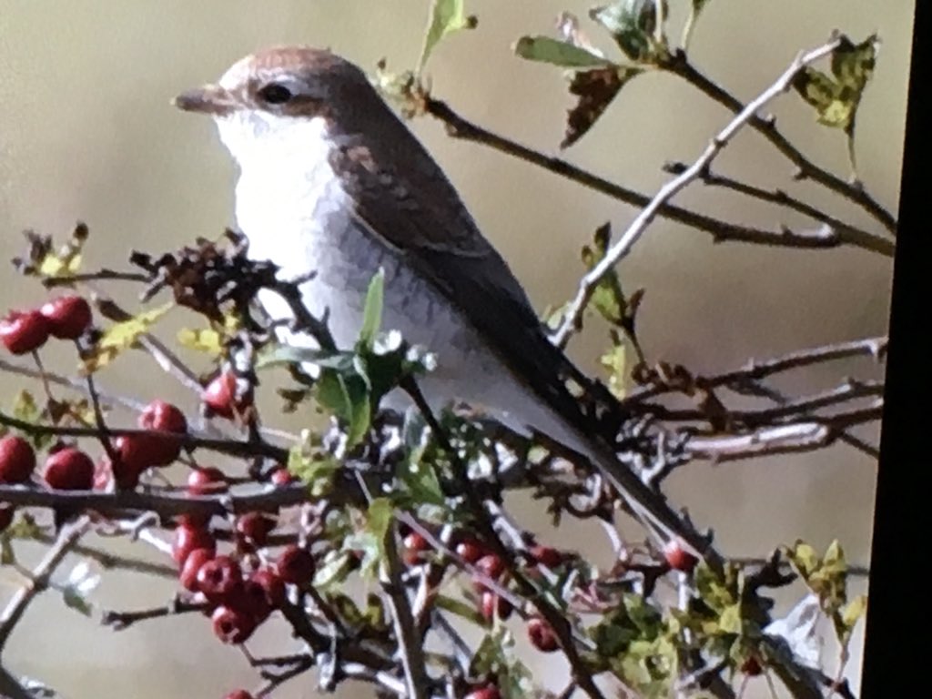 Excited to find this Red Backed Shrike at Aberlady Nature Reserve this morning - photo from back of camera <a href="/birdinglothian/">Birding Lothian</a>
