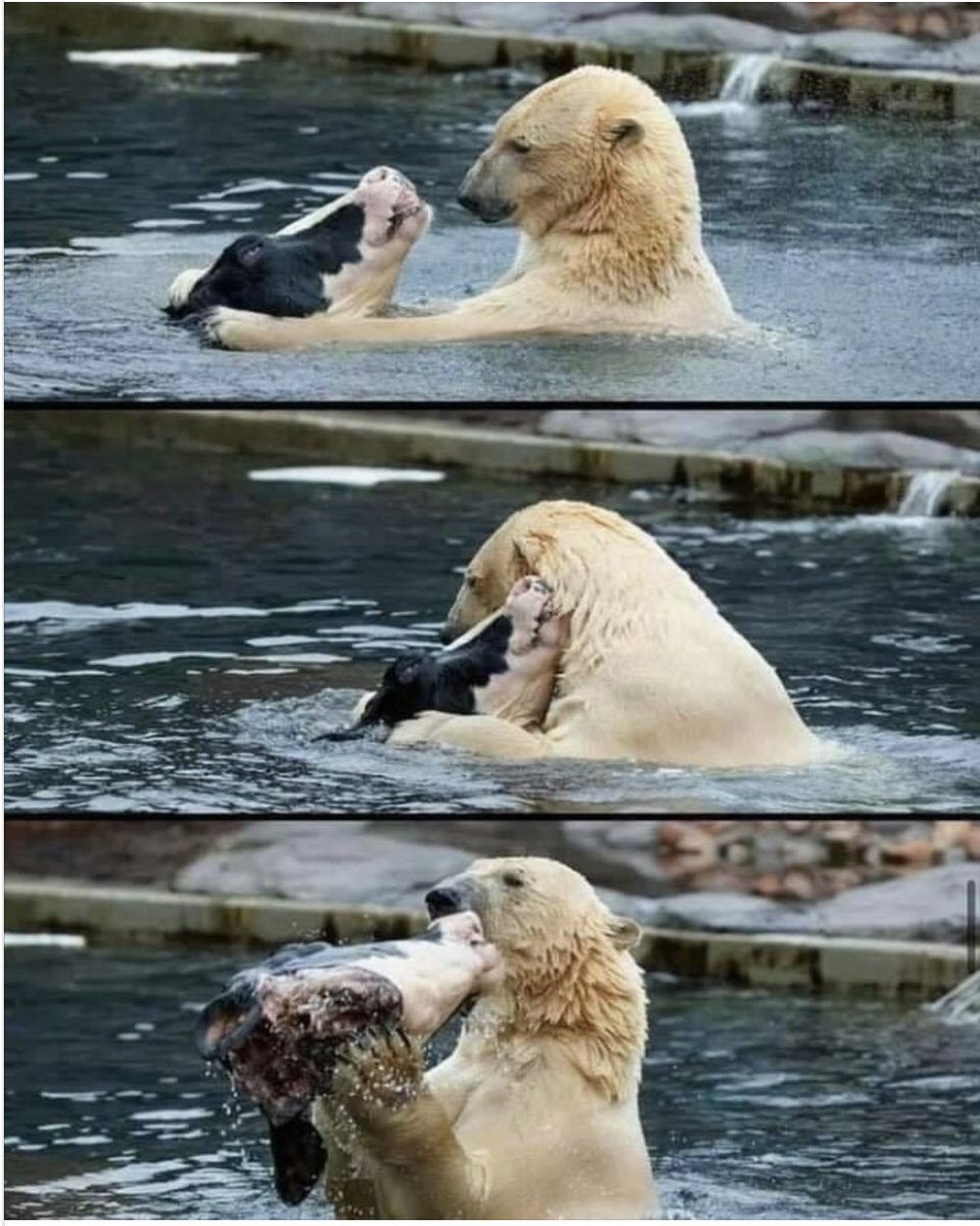 Things aren’t always what they seem… 
Remember, if you see a swimming cow in ANY situation,…something might be off.