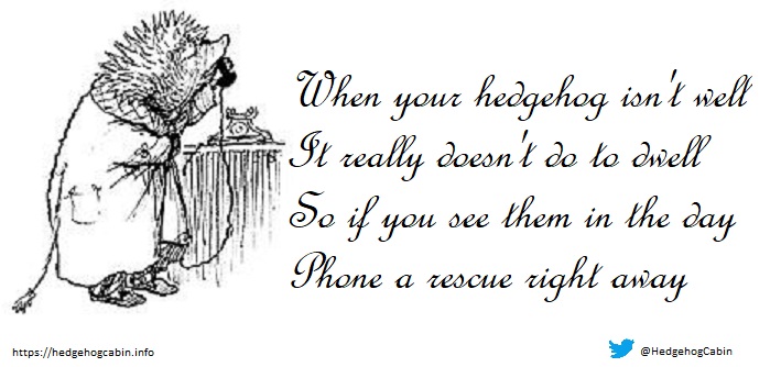 If you see a hedgehog of any size out in the daytime please act fast.
Although he may not look it he's very sick and needs urgent treatment from a rescue, NOT a vet (who care for domestic animals, not wildlife).
Bring him indoors and phone a rescue immediately.