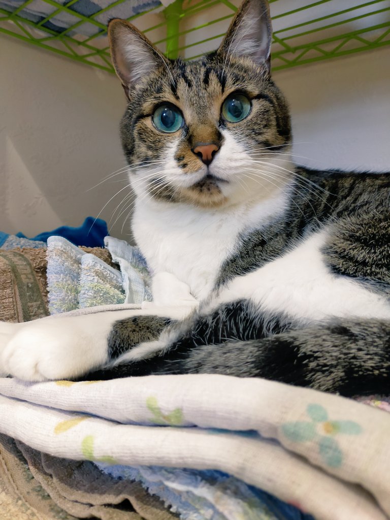 タオルの上u2026叱られないことを知ってる顔だね #猫好きさんと繋がりたい