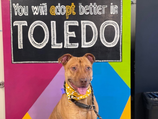 The Glass City Pittie Transfer Program is a new effort to find homes for long- stay and harder-to-adopt dogs at Lucas County Canine Care and Control.