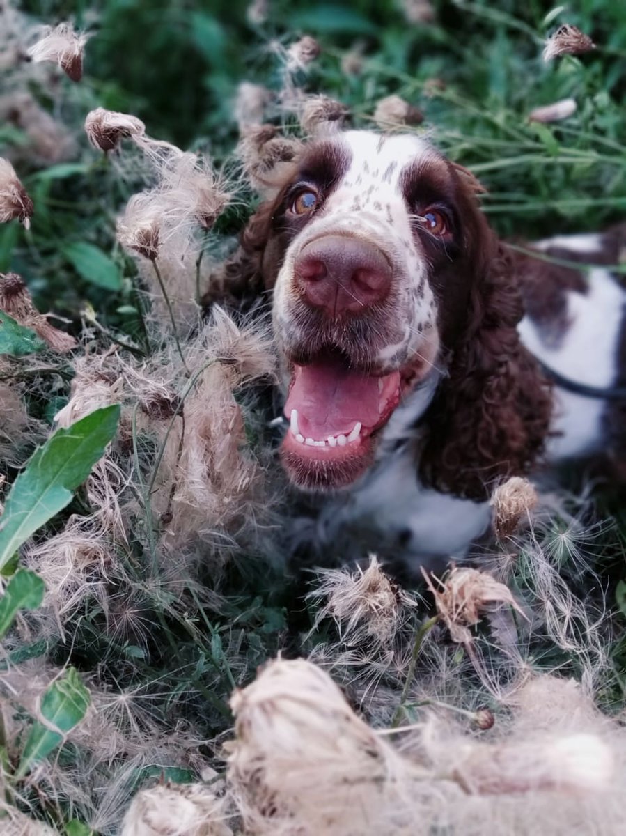 Portable Garden tweet media