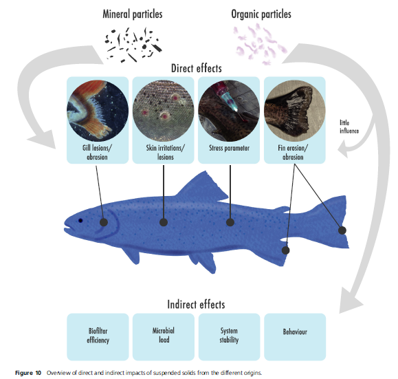 RAQjournal's tweet photo. Some losses are inevitable

Managing suspended solids in intensive #salmonid aquaculture

Part of the special virtual issue on circularity in #aquaculture 
#RAQresearch #Atlanticsalmon #seafood #aquacultureresearch @wileyinresearch @WileyEcolEvol 
 https://t.co/NPbXL85v9v https://t.co/UBIbnfnfxK