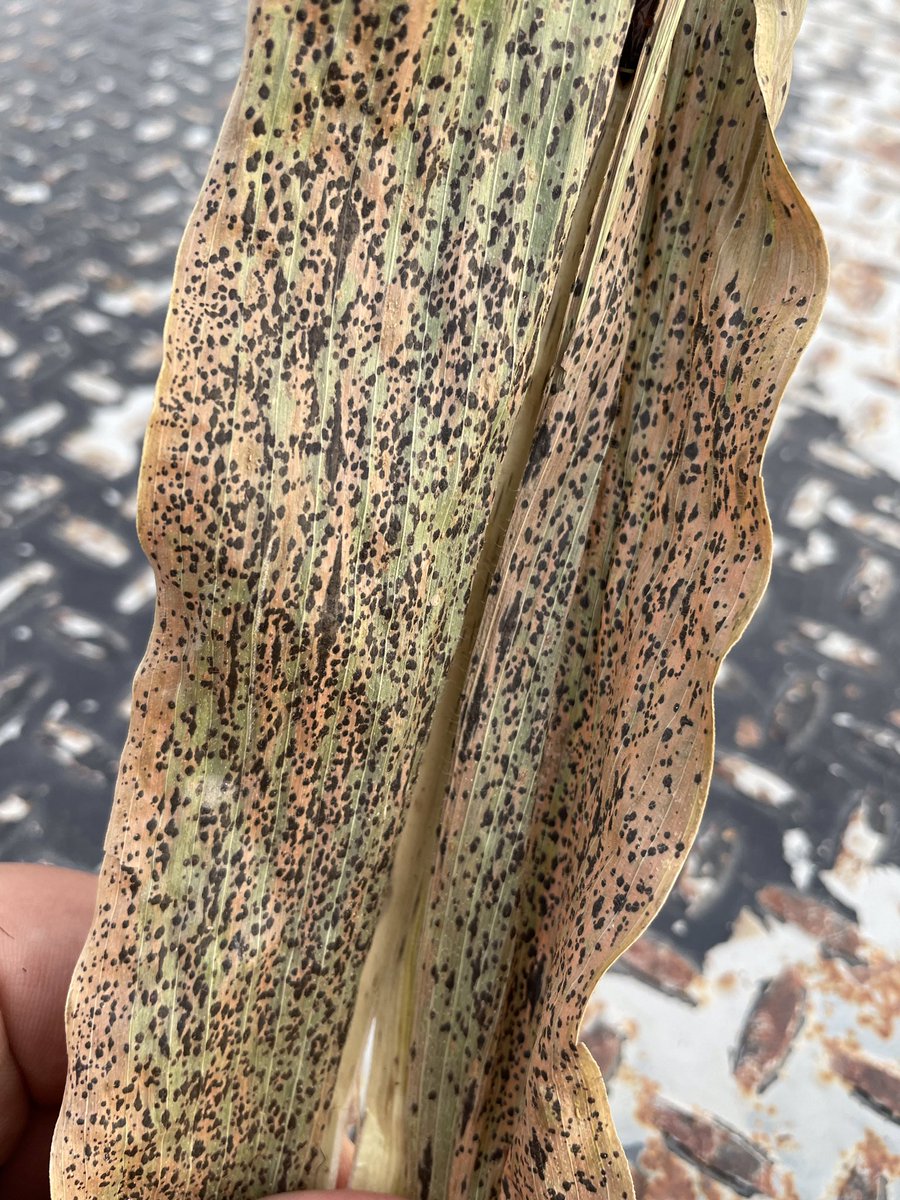 AdairHelena's tweet photo. As you are harvesting corn, be on the lookout for Tar Spot. We are finding more &amp; more incidences. It can be hard to identify as a saprophytic will also create similar symptomology. Knowing innoculum is present will help plan future management. #harvest2021 #helenaacre #tarspot https://t.co/vu4vrKiUXu