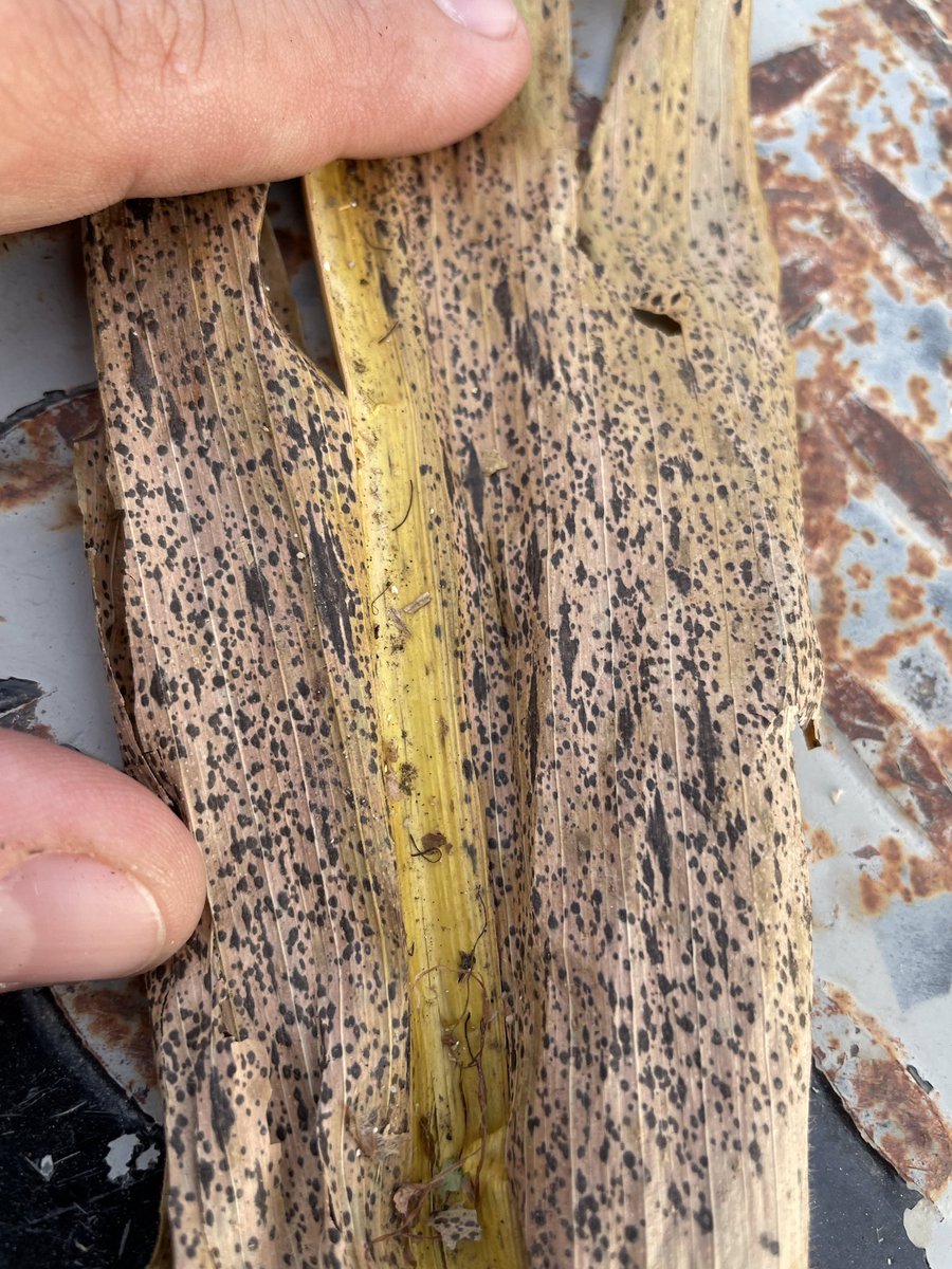 AdairHelena's tweet photo. As you are harvesting corn, be on the lookout for Tar Spot. We are finding more &amp; more incidences. It can be hard to identify as a saprophytic will also create similar symptomology. Knowing innoculum is present will help plan future management. #harvest2021 #helenaacre #tarspot https://t.co/vu4vrKiUXu