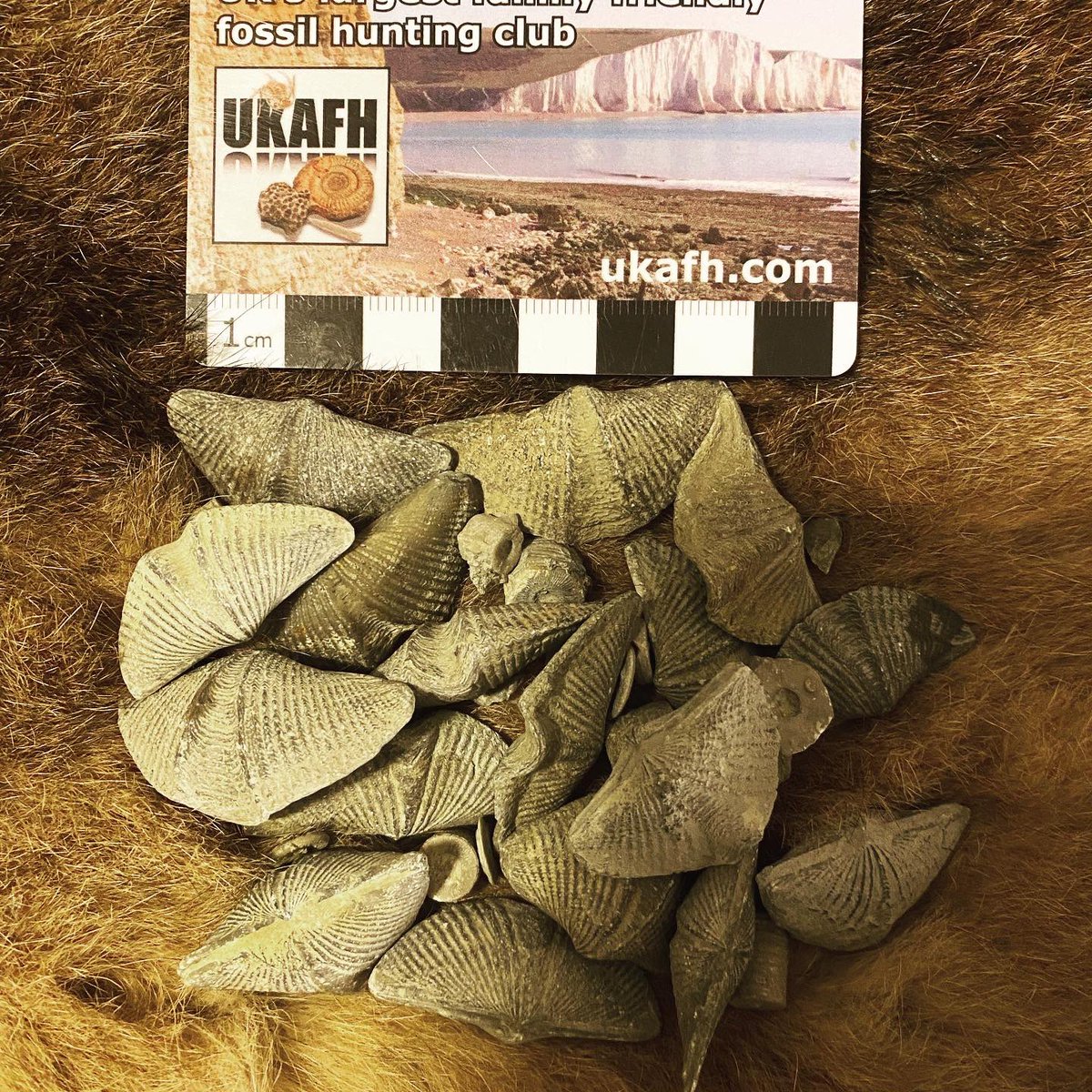 JoeAtreides's tweet photo. A collection of Mucrospirifer thedfordensis &amp; associated crinoid stems, from the Widder Formation of Atkins, Ontario, Canada. I love brachiopods, they are some of my fave invert fossils along w/ ammonites &amp; trilobites. #nationalfossilday #earthscienceweek #paleontology #geology https://t.co/W39g0GqDWq