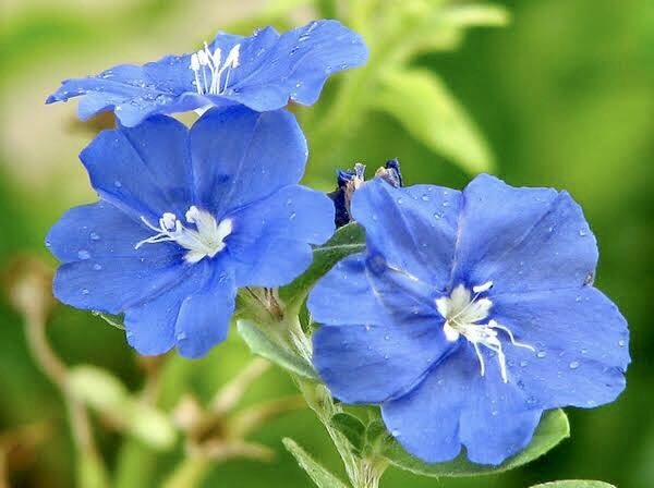 もも おはようございます 10 14誕生花 アメリカンブルー 花言葉 あふれる想い 別名エボルブルス 春から秋までと花期が長いのが特徴 1 3cm程の小花ですが次々開花します クールで知的なイメージのブルーの色は脈拍や体温を下げ呼吸もゆっくりと深く