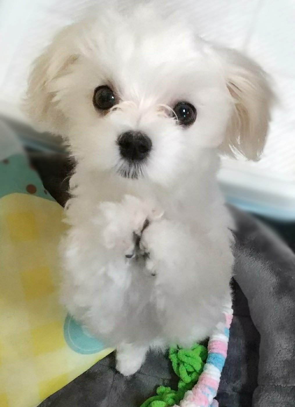 マルチーズ🌟moko🌟 (@_mokomama_) / Twitter マルチーズ🌟moko🌟 (@_mokomama_) / Twitter