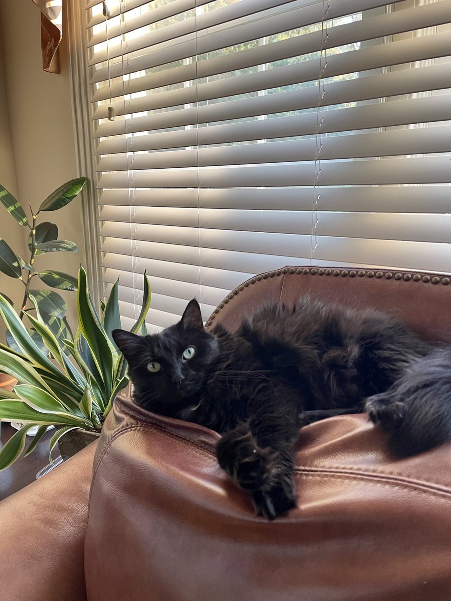 ginkgojiang's tweet photo. my 3 mewds meow https://t.co/iiHqmQEHax