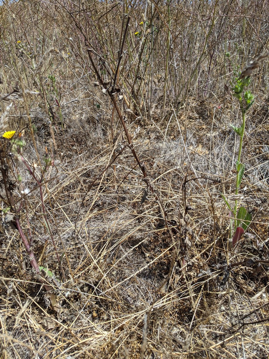 Afro_Herper's tweet photo. You're looking for a coast range fence🦎 (western fence 🦎 subspecies). If you want them in your yard to feast on inverts &amp; neutralize lyme in ticks, leave small rock &amp; wood piles for them. Can you #FindThatLizard? Let me know with #FoundThatLizard. Reveal @ 9pm MST.📸: @dilewis https://t.co/YkNG6GJ2Xe