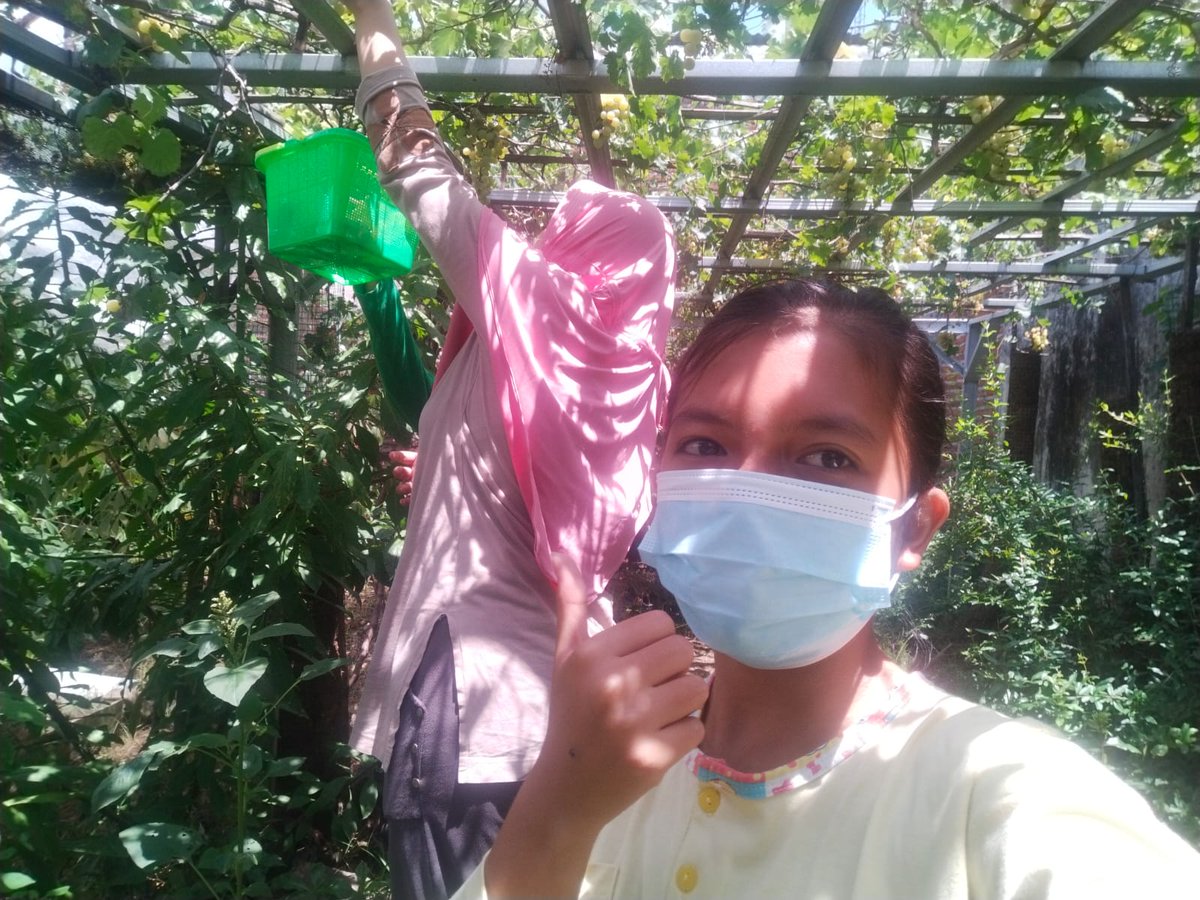 Giat pagi di kebun Mbak Tanti panen anggur hijau 💪bisa dimakan langsung atau dijadikan topping salad 😋
Selamat berkebun 💪