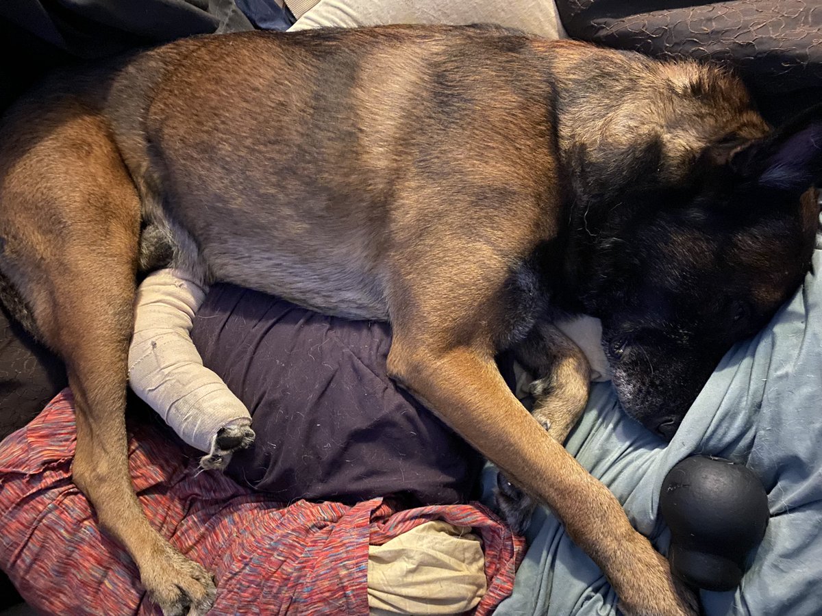 For those who have been asking about sending <a href="/K9Rebbel/">Rebbel</a> a get well card - address in picture. We appreciate all the love &amp; prayers sent our way! 💙🖤💙🐾🐾 <a href="/JohnLaulis/">John Laulis</a> <a href="/LivePDK9/">Barclay & Gus’s K9 Fanpage</a> <a href="/LivePDNation/">Benny</a> <a href="/girlloveswvu/">wvu-girl</a> <a href="/PamD63/">Pamela Dills 🇺🇸</a> <a href="/k9sofvalor/">K9s of Valor</a>