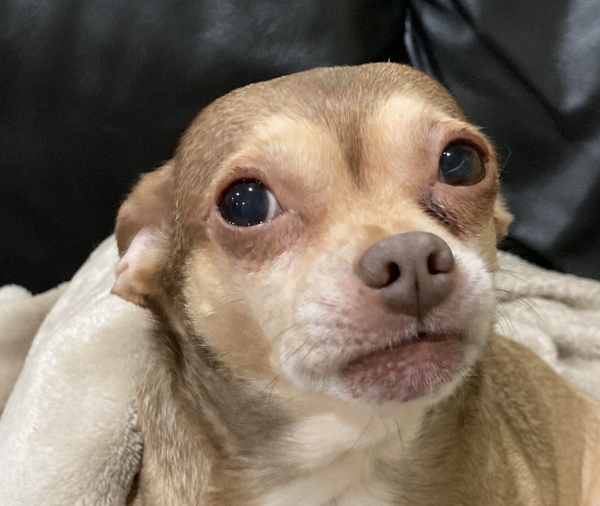 chicathechih's tweet image. For my 11th birthday this year I would love to have 10,000  friends to spread love too and make them smile. Do you think you can make my birthday wish come true? buymeacoffee.com/Chicathechih #dog #DogsofTwittter #dogs #birthday