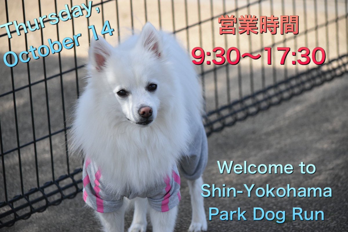 新横浜公園ドッグラン Dogrun3000m2 Twitter