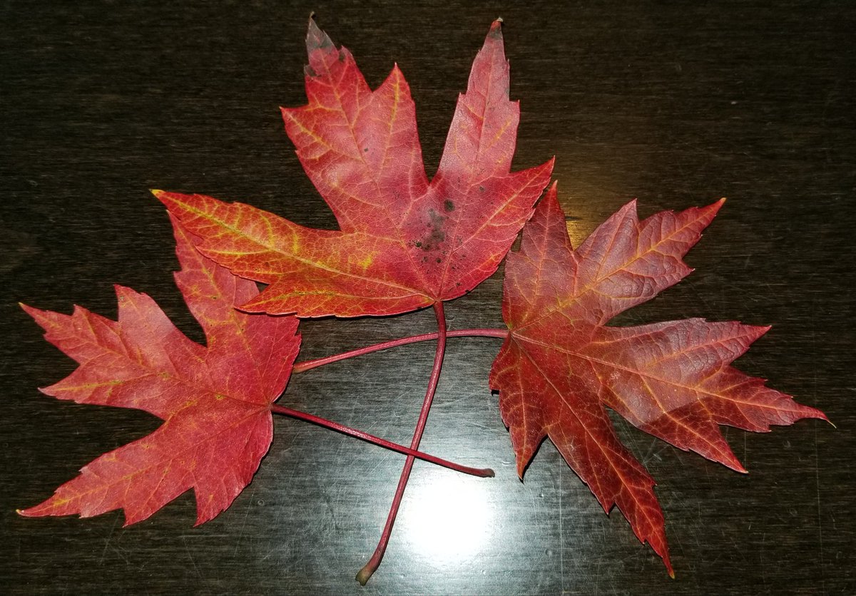 PhilipWoodward8's tweet photo. Three brilliant red maple leaves that I collected during a walk this morning.  Stay tuned for some "Autumn Legends" #CardArt coming later! 🙂🍁⚾️🏈 #NCFallofFame https://t.co/OKWHdRE7w7