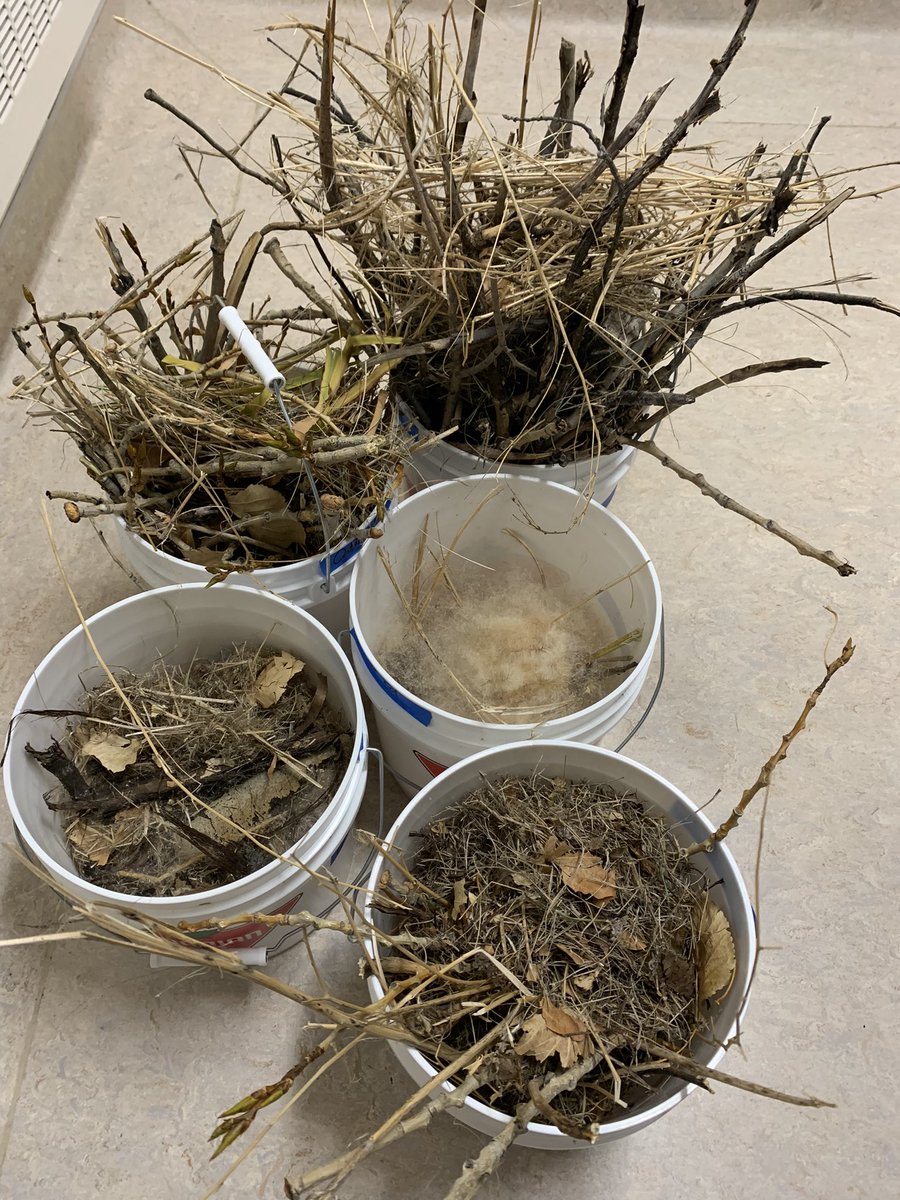 tcdixon3's tweet photo. Here’s a look at fire starters. Students were tasked with collecting natural items they felt would be good fire starters. Grass, leaves, bark, reeds, sticks and cattails were obtained. We’ll find out tomorrow what worked best to get the fires going!
#OutdoorEd #WeAreCBE #ABed https://t.co/QsjH0q2IED